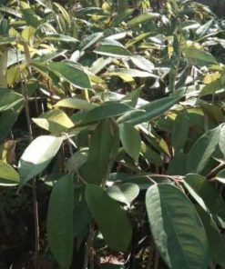 jual tanaman durian bawor super unggul Hulu Sungai Selatan