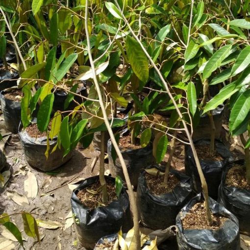 jual tanaman durian bawor Tapanuli Selatan