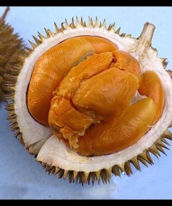 jual tanaman durian buah duri hitam tinggi 60cm Bangka