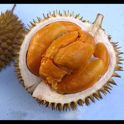 jual tanaman durian buah duri hitam tinggi 60cm Bangka