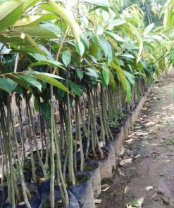 jual tanaman durian duri hitam Ambon