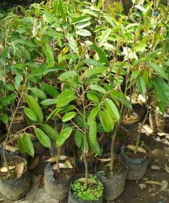 jual tanaman durian duri hitam Banggai