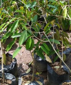 jual tanaman durian duri hitam Belitung