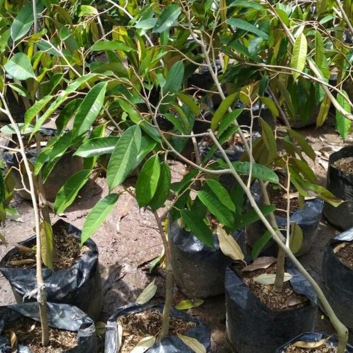 jual tanaman durian duri hitam Belitung