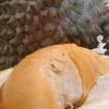 jual tanaman durian duri hitam Gayo Lues