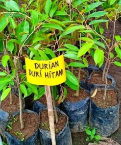 jual tanaman durian duri hitam Jepara