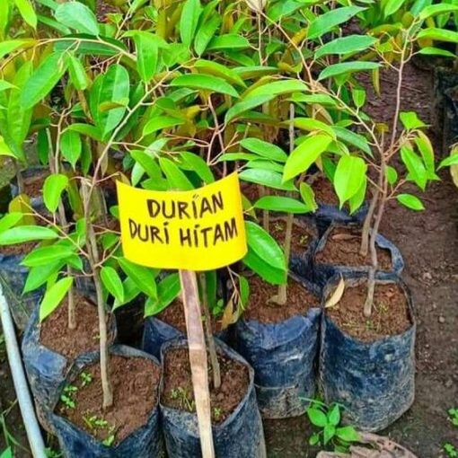 jual tanaman durian duri hitam Jepara