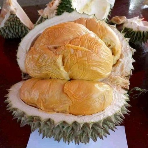 jual tanaman durian duri hitam kaki 3 once genjah Gorontalo