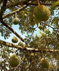 jual tanaman durian duri hitam kaki 3 once genjah Lembata