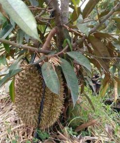 jual tanaman durian duri hitam kaki 3 once genjah Pontianak