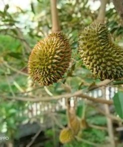 jual tanaman durian duri hitam kaki 3 once genjah Tangerang Selatan