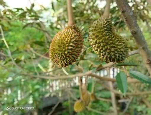 jual tanaman durian duri hitam kaki 3 once genjah Tangerang Selatan