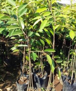 jual tanaman durian duri hitam kaki tiga Prabumulih