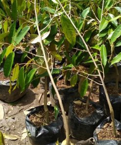 jual tanaman durian duri hitam Mataram