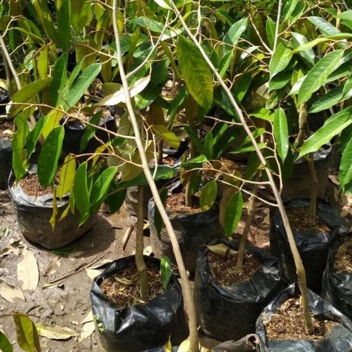 jual tanaman durian duri hitam Mataram