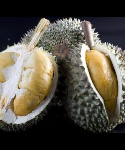 jual tanaman durian duri hitam ochee black thorn blackthorn Subang