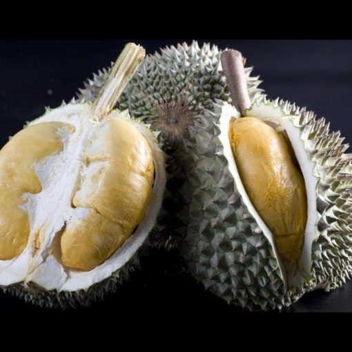 jual tanaman durian duri hitam ochee black thorn blackthorn Subang