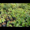 jual tanaman durian duri hitam okulasi berkualitas Penajam Paser Utara