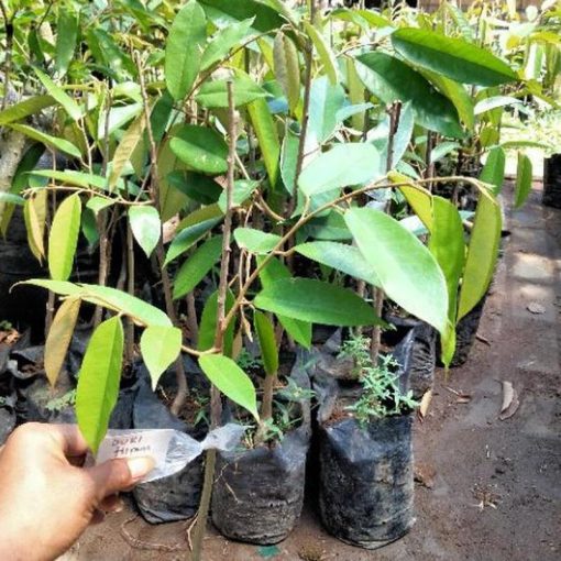jual tanaman durian duri hitam okulasi genjah manis Jayawijaya