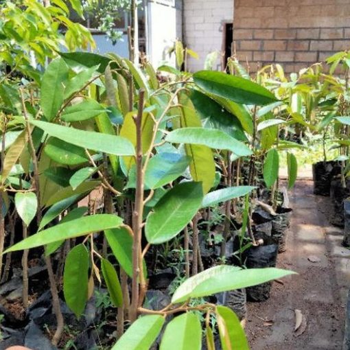 jual tanaman durian duri hitam okulasi genjah manis Maluku Tenggara
