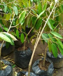 jual tanaman durian duri hitam Rembang
