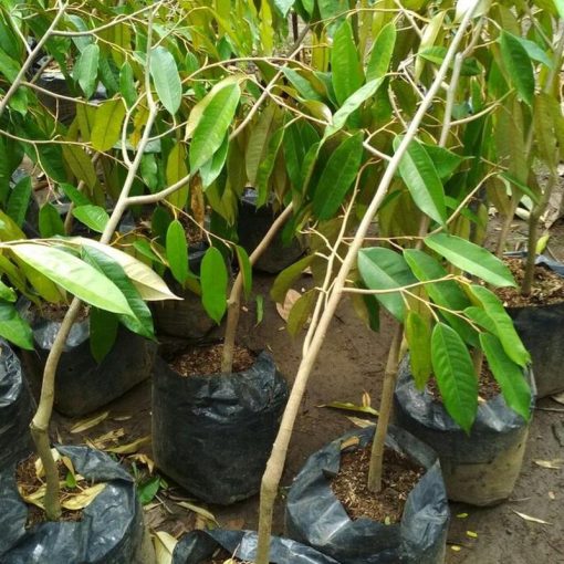 jual tanaman durian duri hitam Rembang