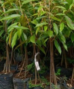jual tanaman durian duri hitam super Biak Numfor