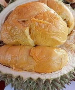 jual tanaman durian duri hitam super bisa Raja Ampat