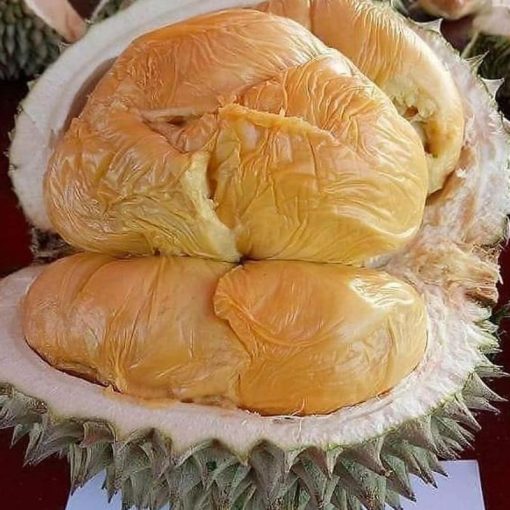 jual tanaman durian duri hitam super bisa Raja Ampat