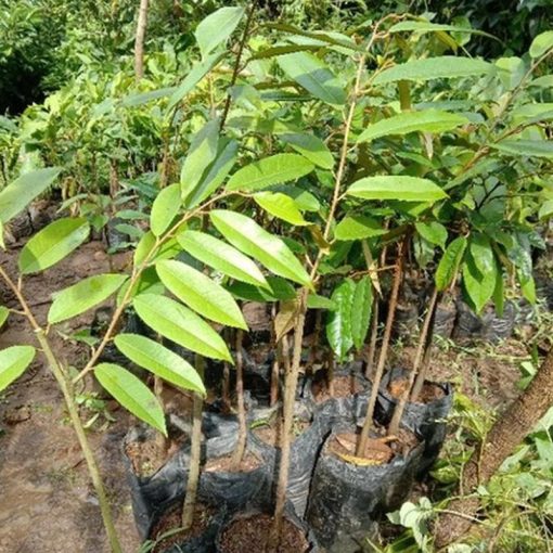jual tanaman durian duri hitam super unggul Gunung Kidul