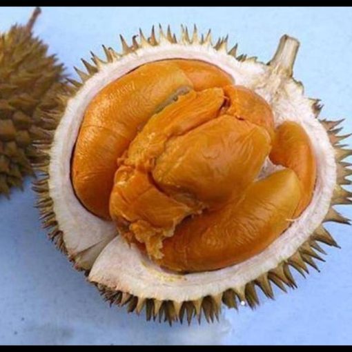jual tanaman durian duri hitam unggul Pidie Jaya