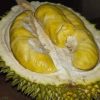 jual tanaman durian duri hitam unggulan Bolaang Mongondow Selatan