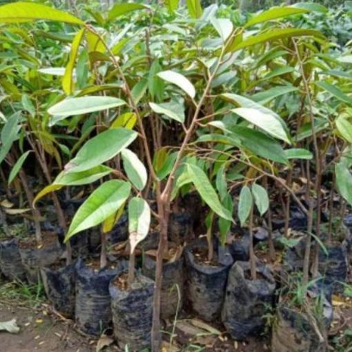 jual tanaman durian duri hitam unggulan Dharmasraya