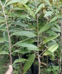 jual tanaman durian duri hitam unggulan Gunung Kidul
