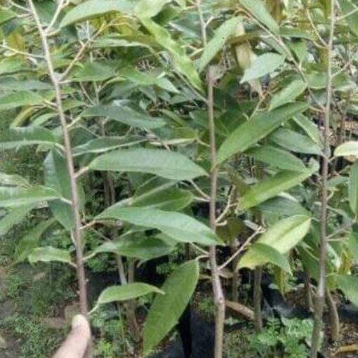 jual tanaman durian duri hitam unggulan Gunung Kidul