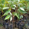 jual tanaman durian duri hitam unggulan Malinau
