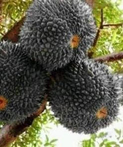 jual tanaman durian hitam duri Tapanuli Tengah