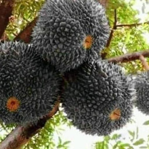 jual tanaman durian hitam duri Tapanuli Tengah
