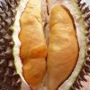 jual tanaman durian jenis udang merah Serdang Bedagai