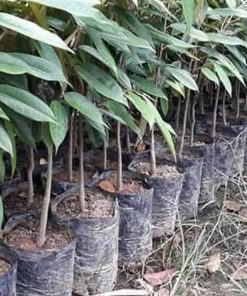jual tanaman durian monthong jumbo unggul Tapanuli Selatan