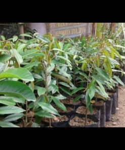 jual tanaman durian monthong thailand super Aceh Barat