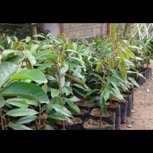 jual tanaman durian monthong thailand super Aceh Barat