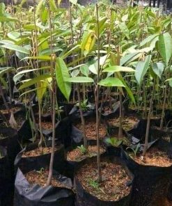 jual tanaman durian montong Bangkalan