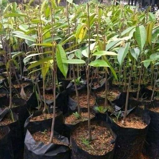 jual tanaman durian montong Bangkalan