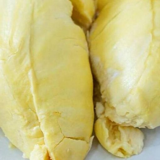 jual tanaman durian montong Bengkalis