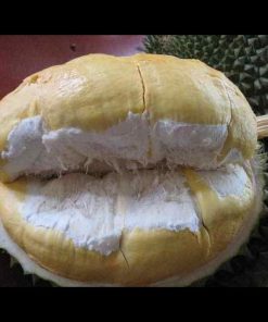 jual tanaman durian montong hasil okulasi Musi Rawas Utara