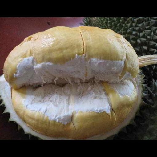 jual tanaman durian montong hasil okulasi Musi Rawas Utara