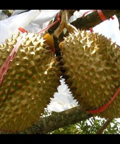 jual tanaman durian montong hasil okulasi Tarakan