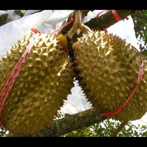 jual tanaman durian montong hasil okulasi Tarakan