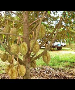 jual tanaman durian montong kaki 1 jaminan original Lombok Utara